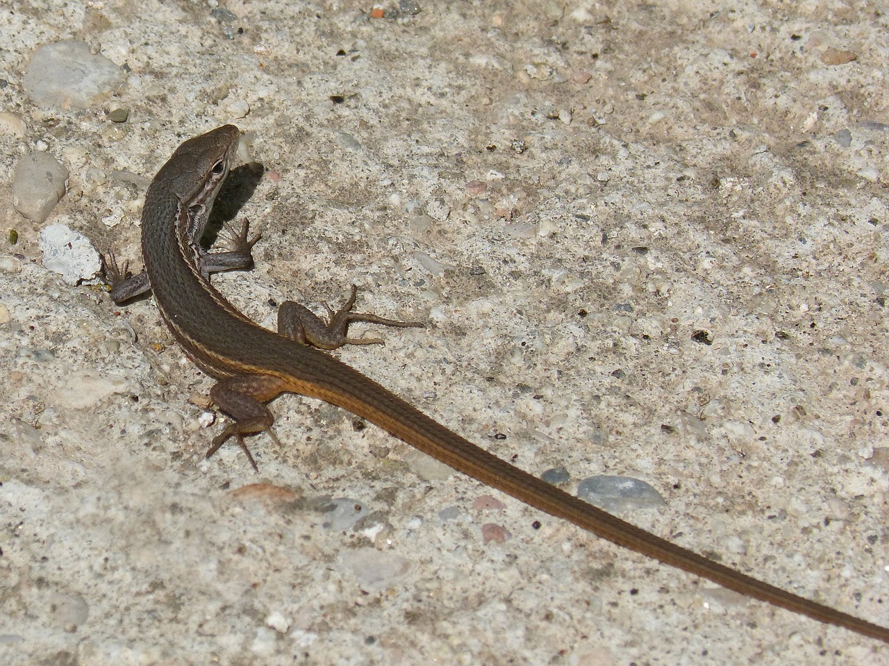 nature lizard sargantana free photo