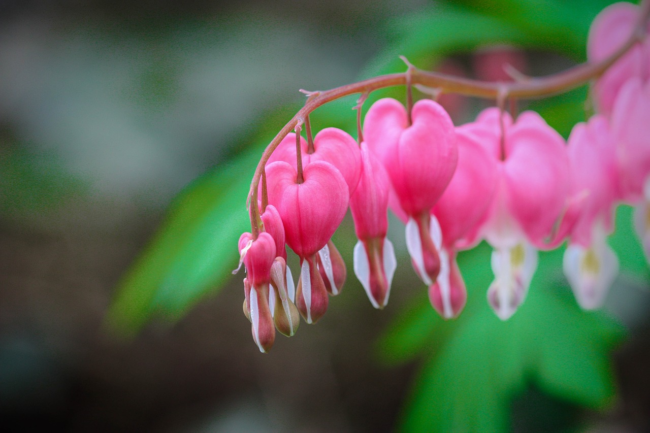 nature flora flower free photo