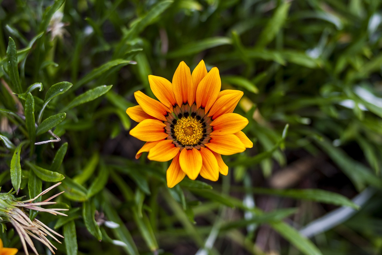 nature plant summer free photo