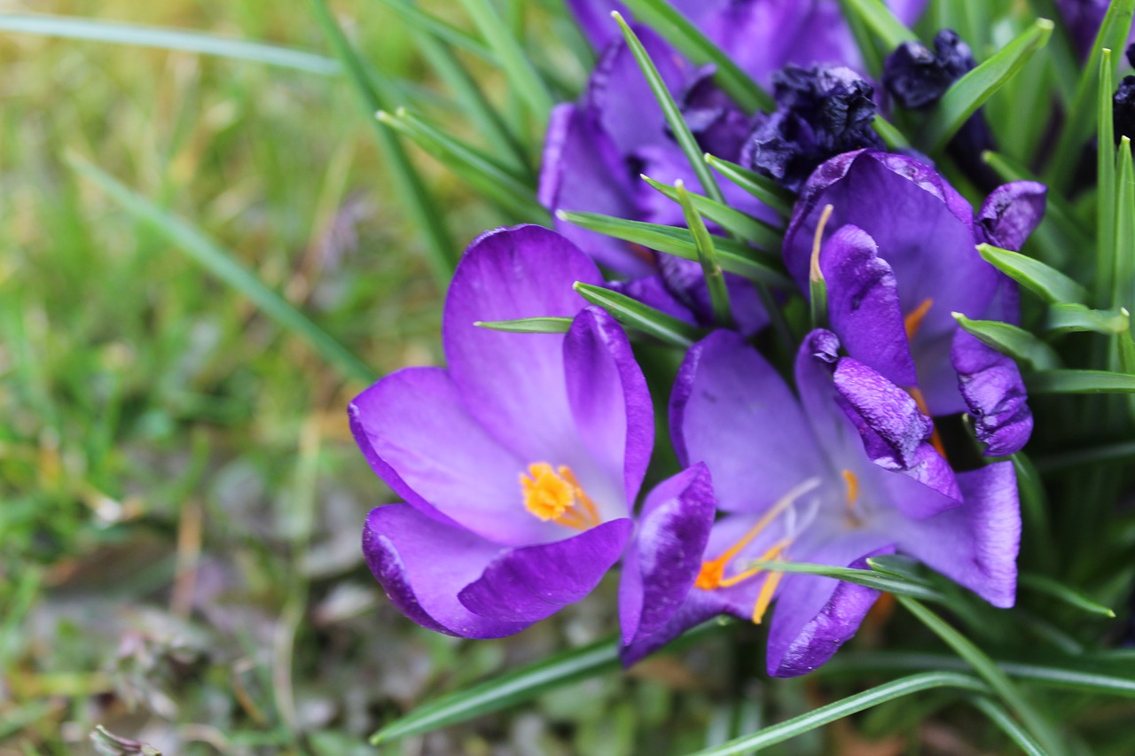 nature flower plant free photo