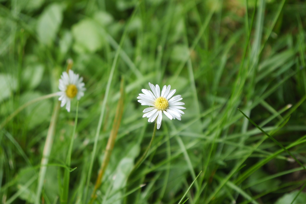 nature lawn plant free photo