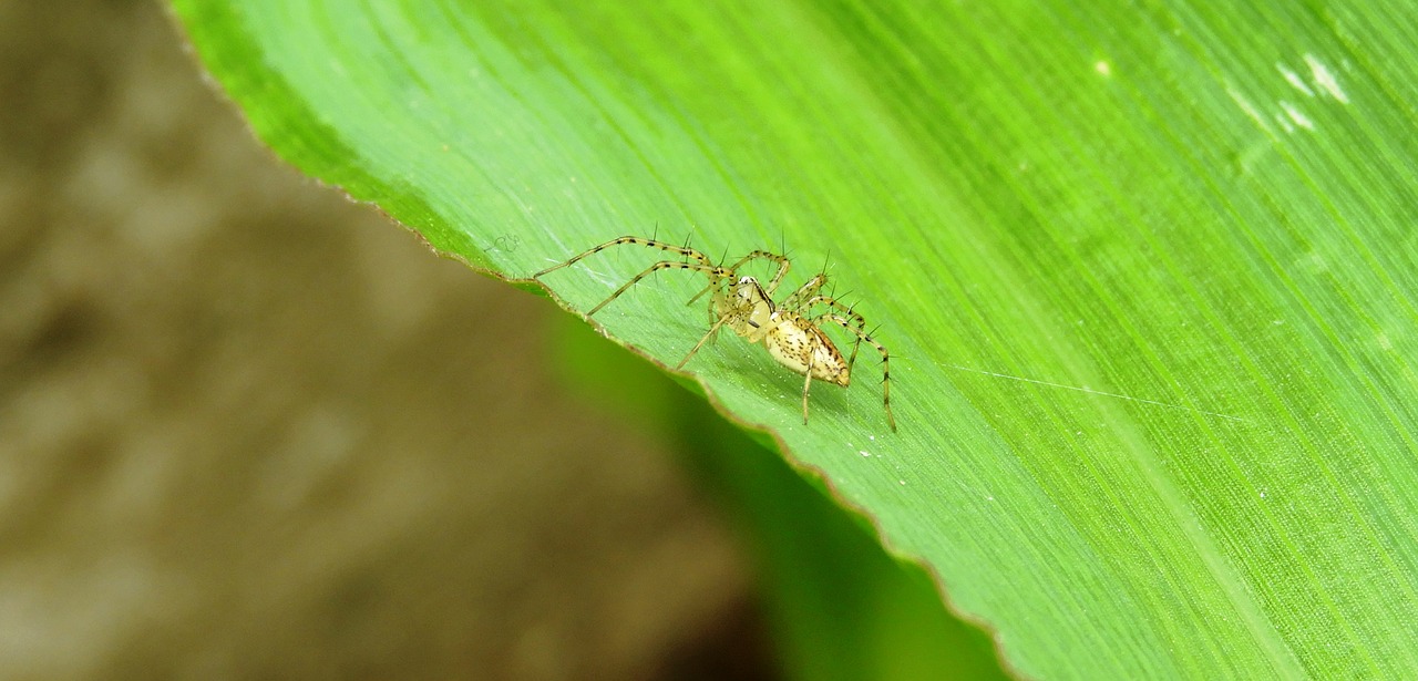 nature insect leaf free photo