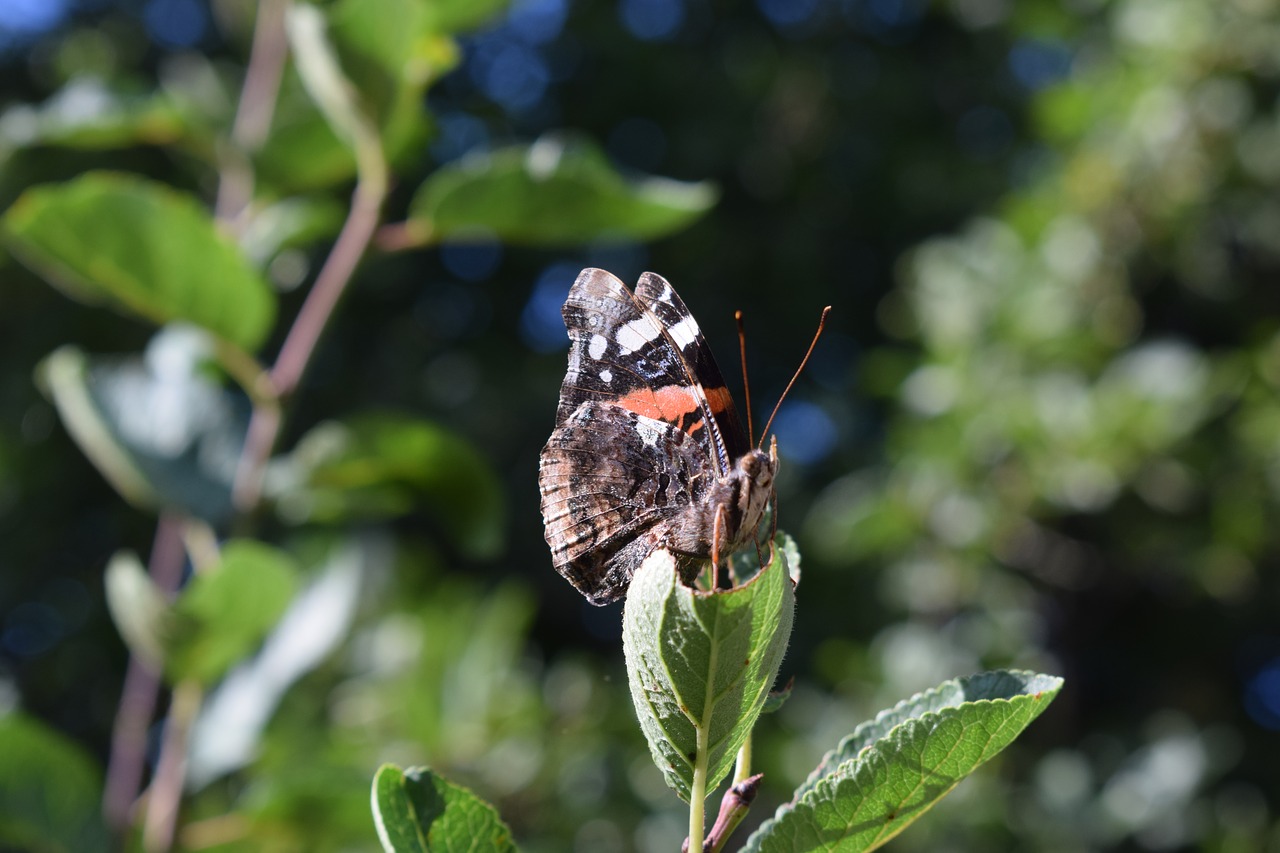 nature insect leaf free photo