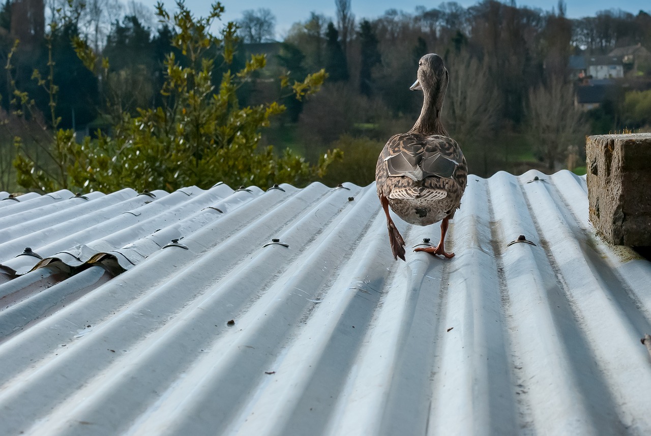 nature duck ride free photo