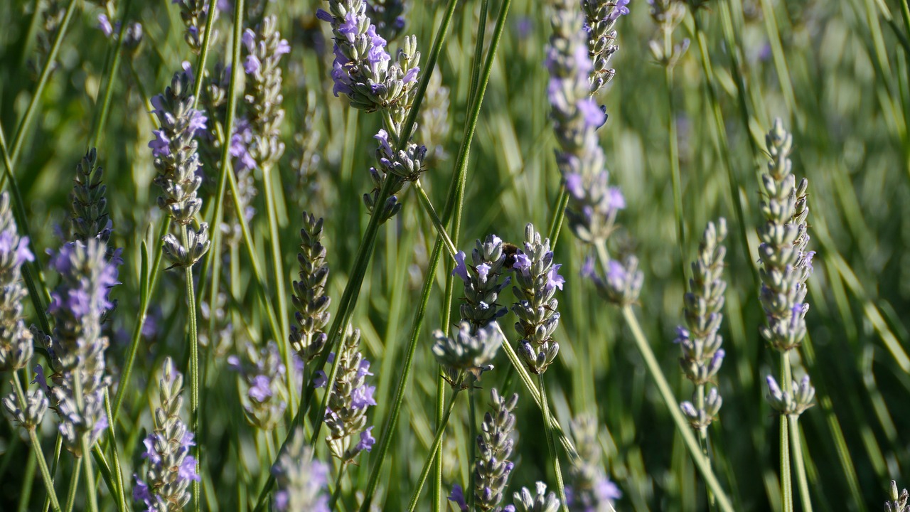 nature flower field free photo