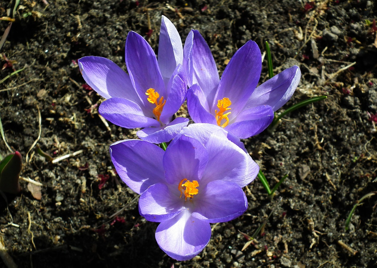 nature flower krokus free photo