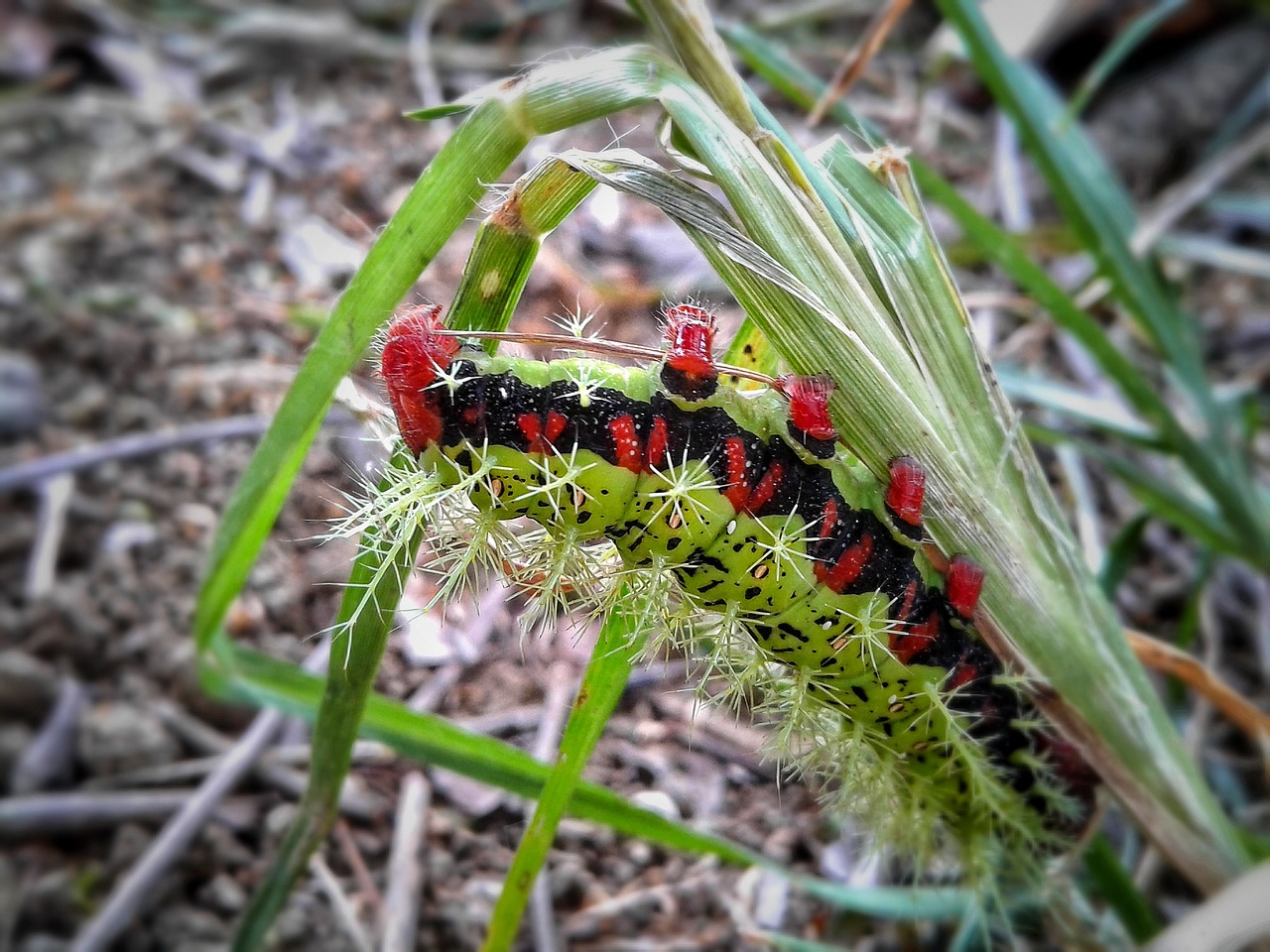 nature insect outdoors free photo