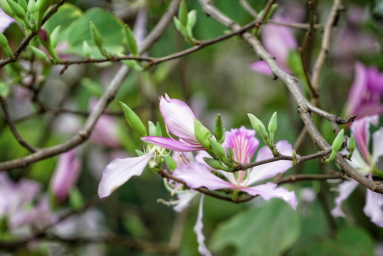 nature tree flower free photo