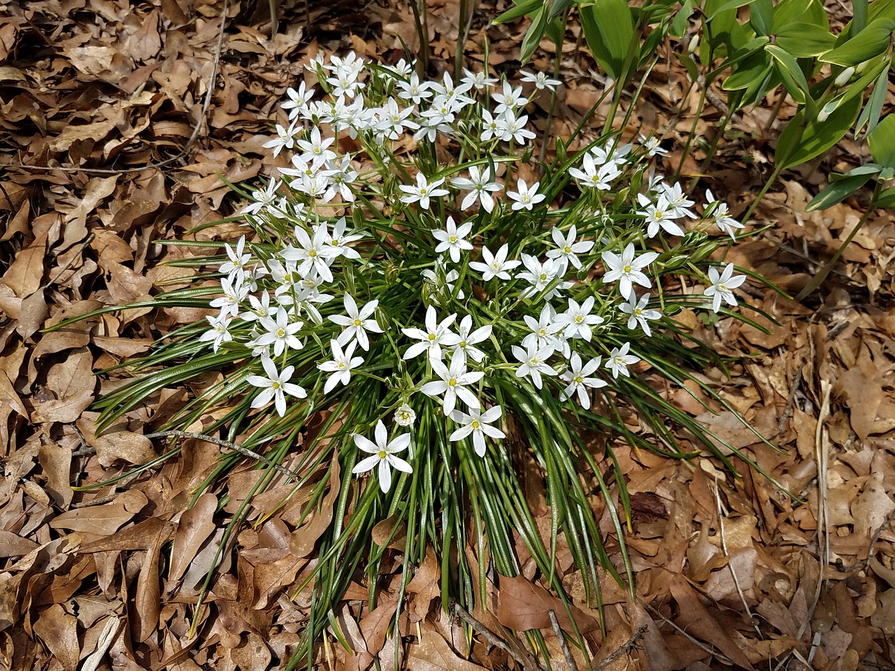 nature flower flora free photo