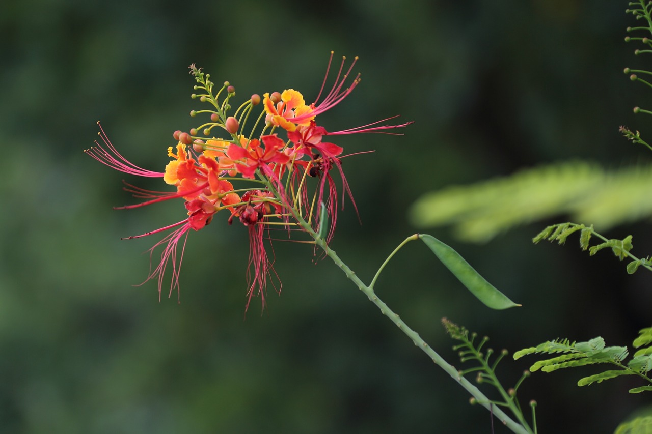 nature plant leaf free photo