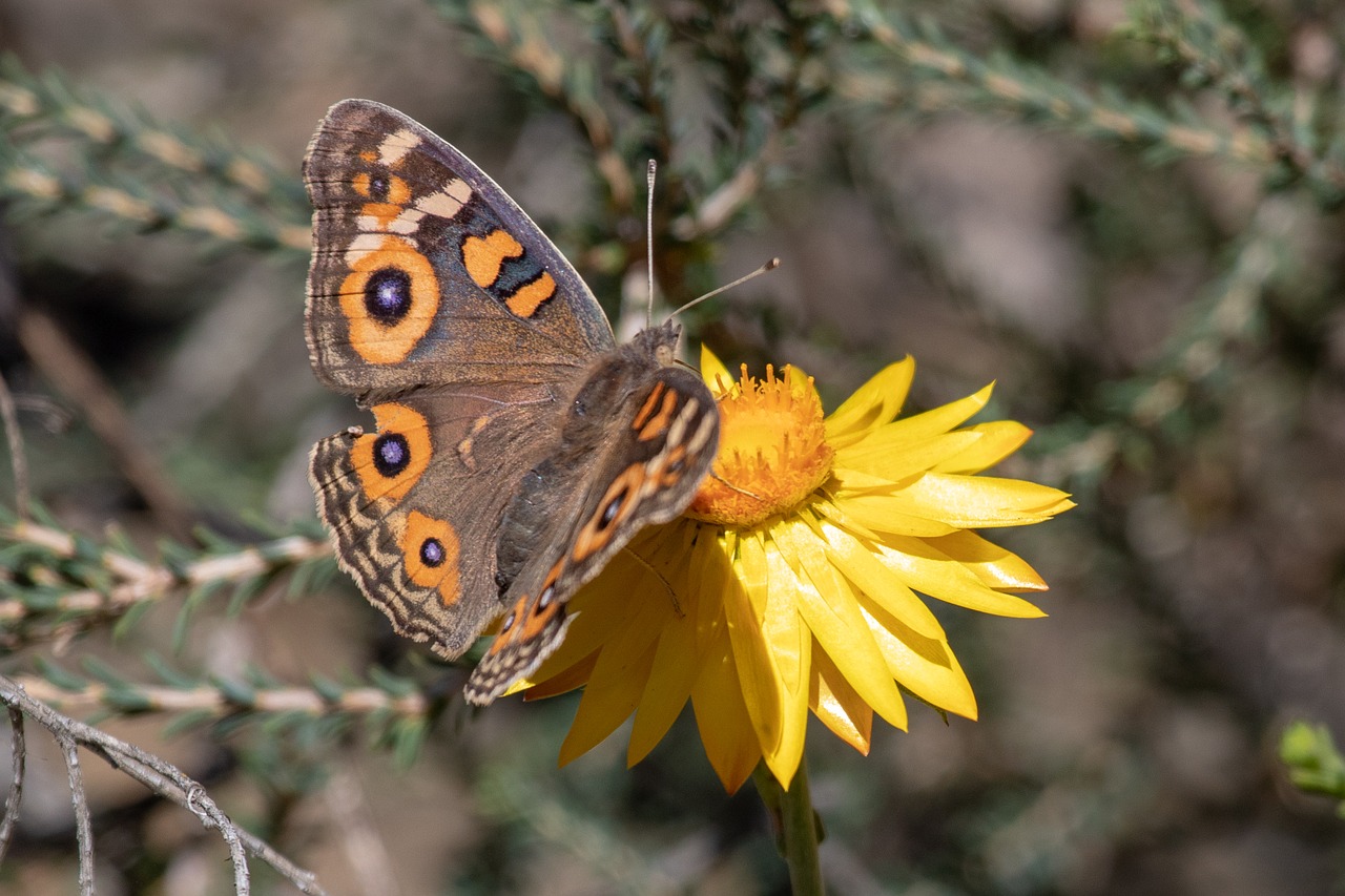 nature butterfly insect free photo