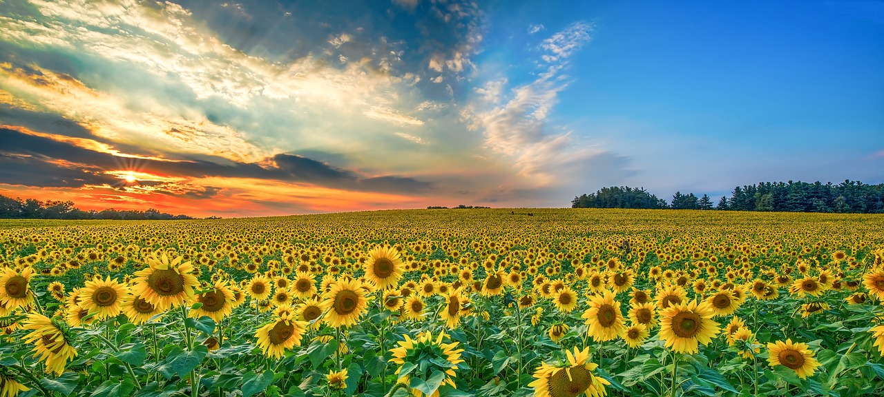 nature rural field free photo