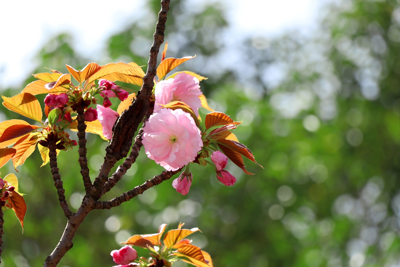 nature flower tree free photo