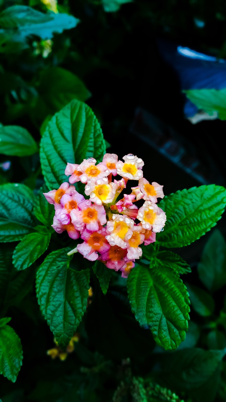 nature leaf flower free photo