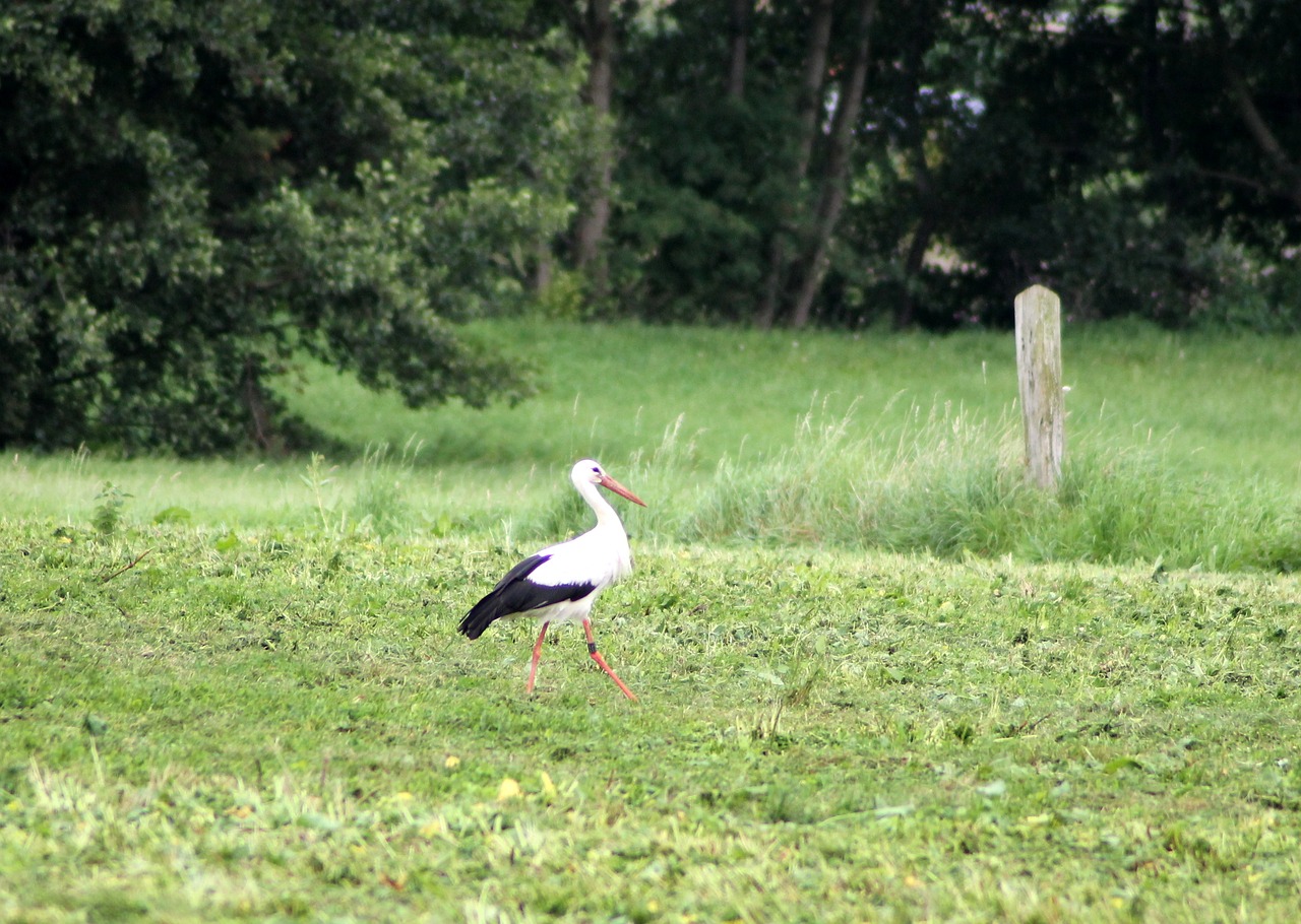 nature bird grass free photo