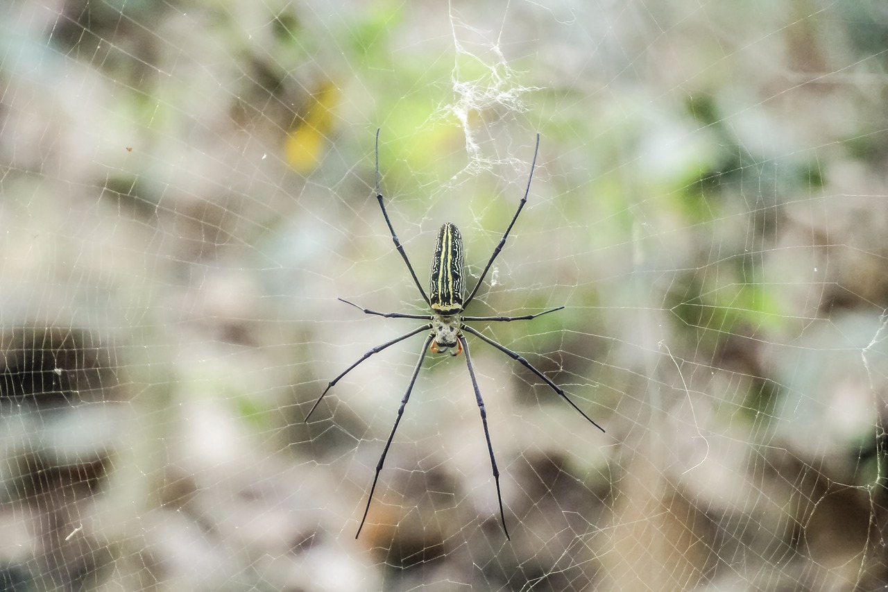 nature insect spider free photo