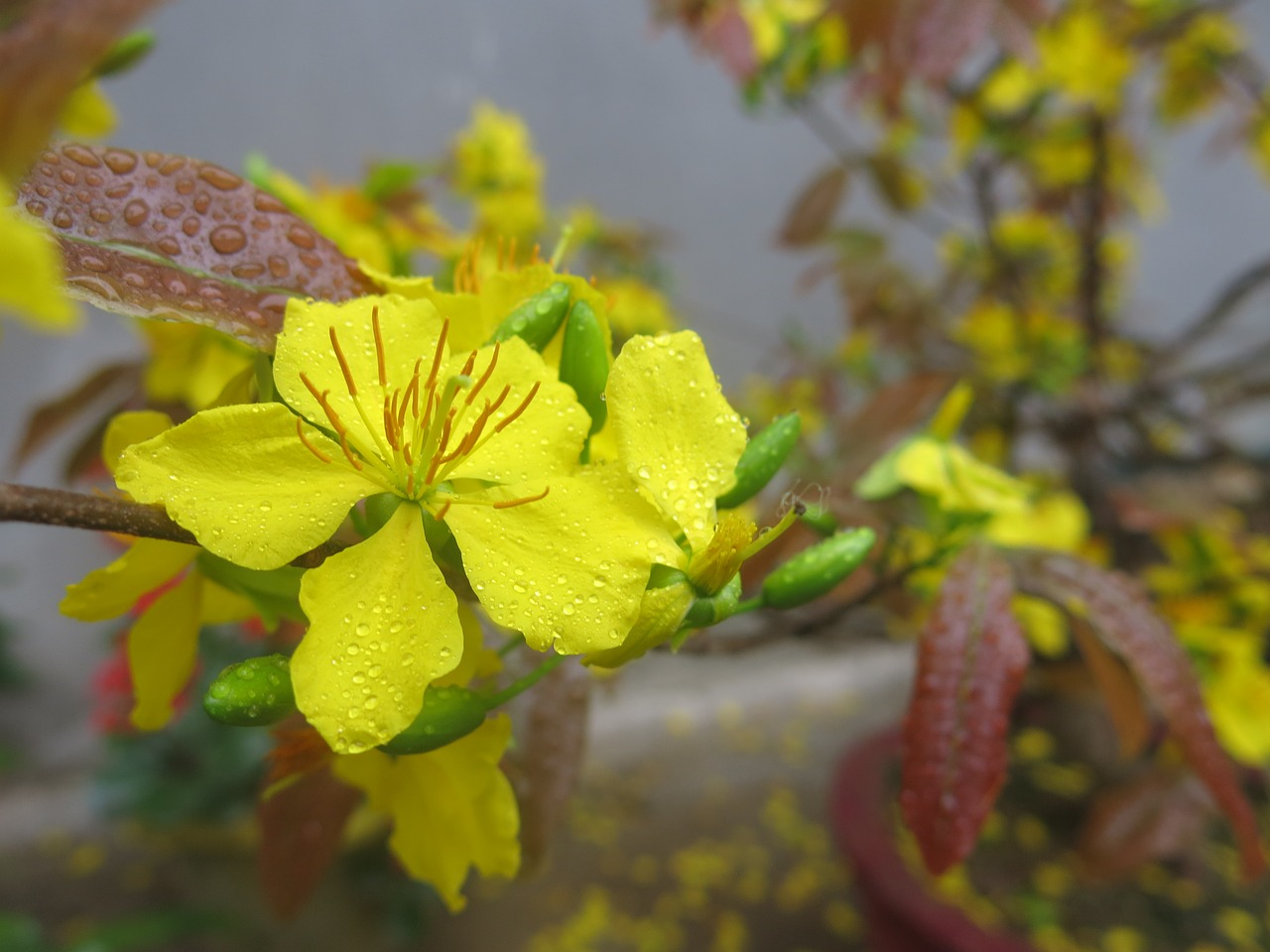 nature flower leaf free photo