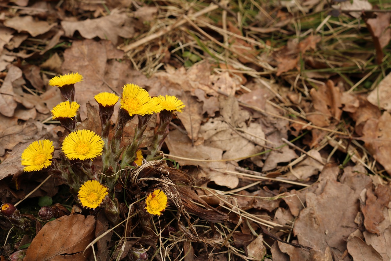 nature plant leaf free photo