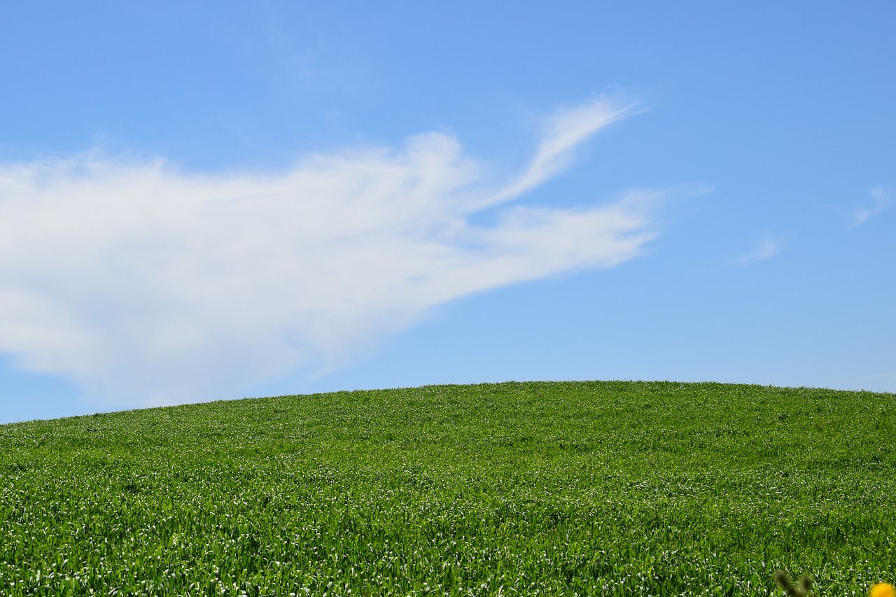 nature panoramic summer free photo