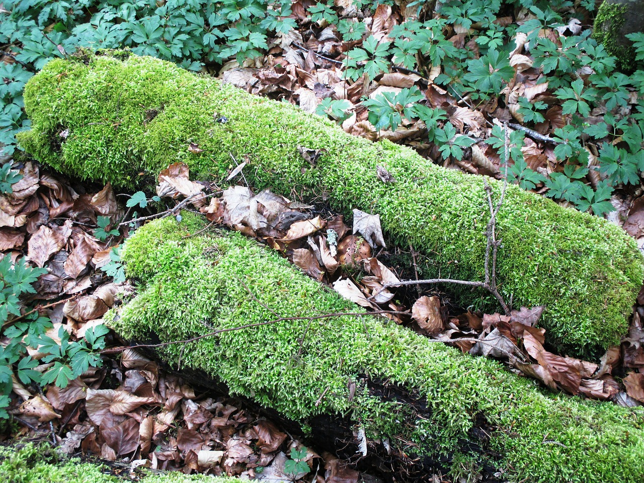 nature forest forest floor free photo