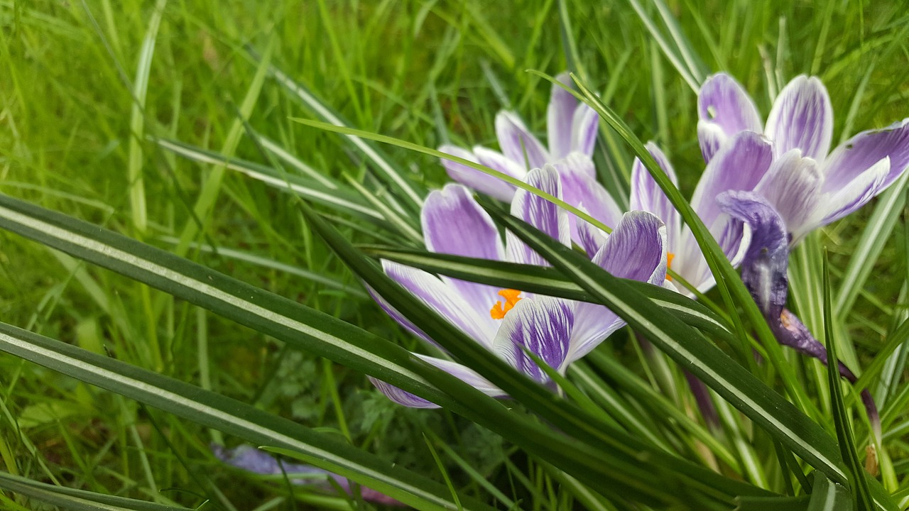 nature plant flower free photo