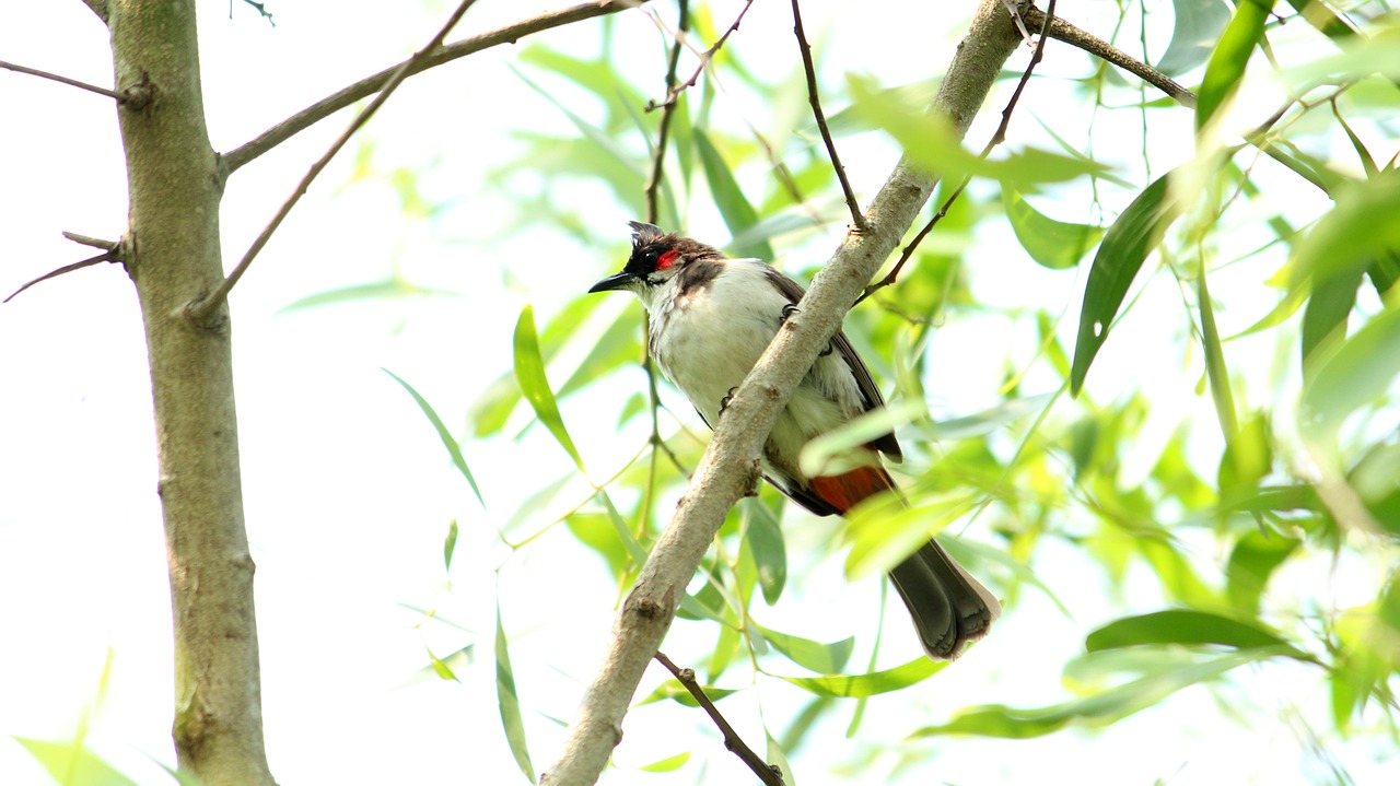 nature tree bird free photo