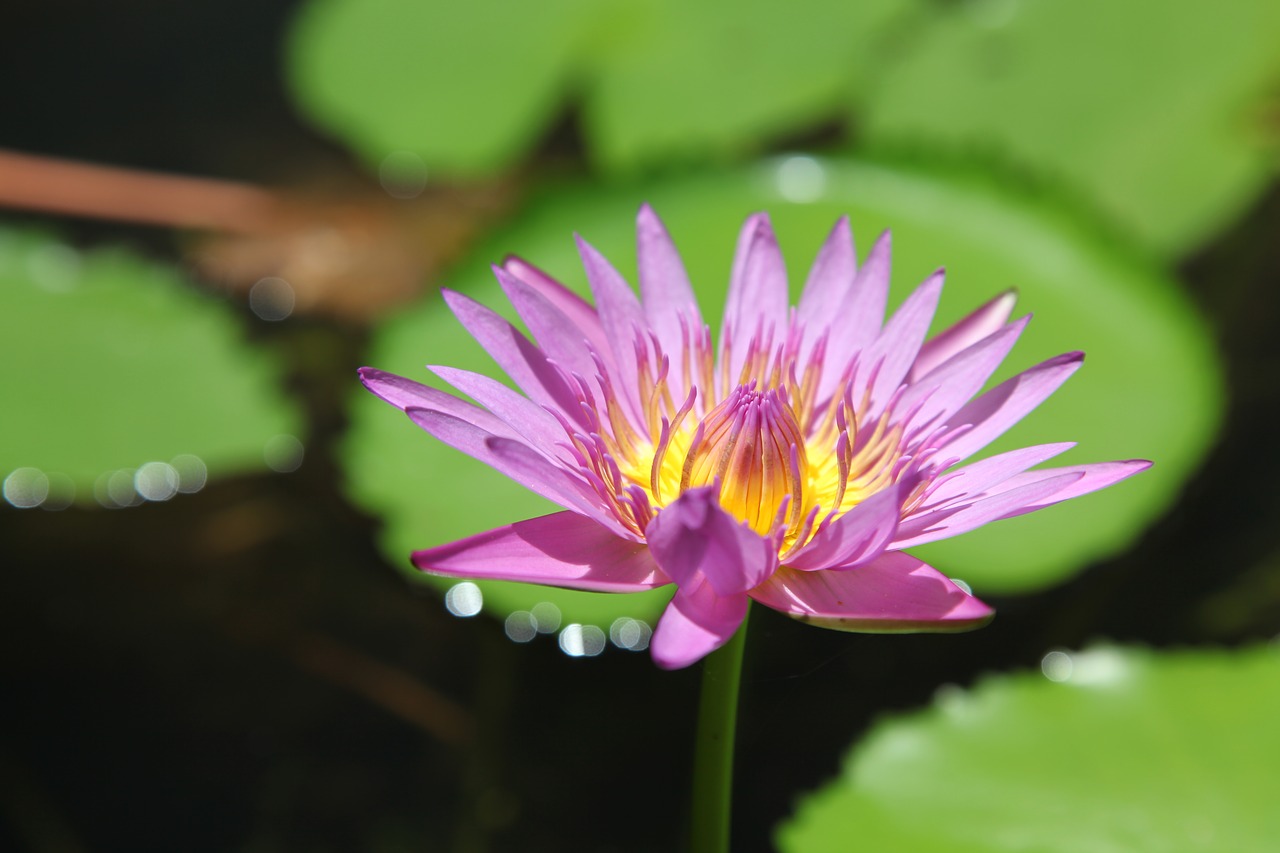 nature flora flower free photo