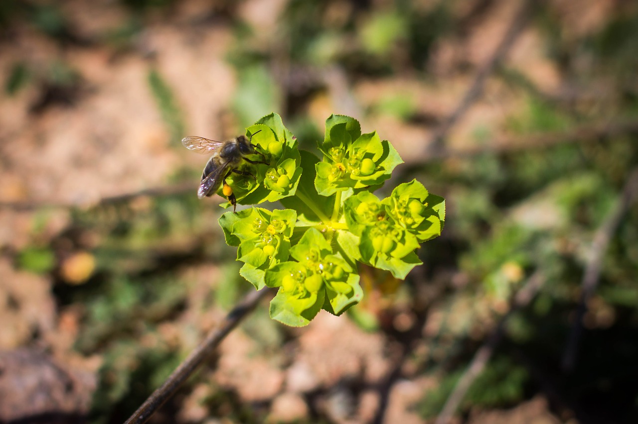 nature outdoors plant free photo