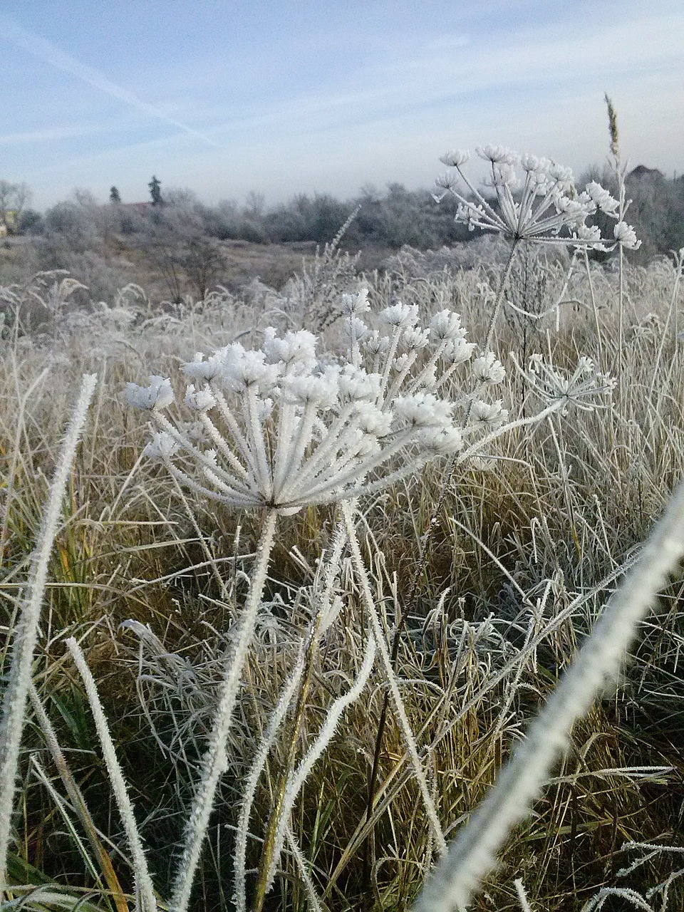 nature plant at the court of free photo