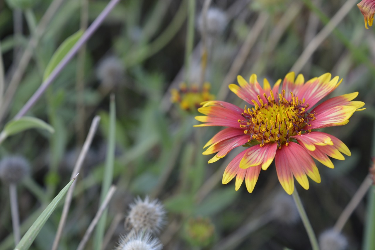 nature flower flora free photo