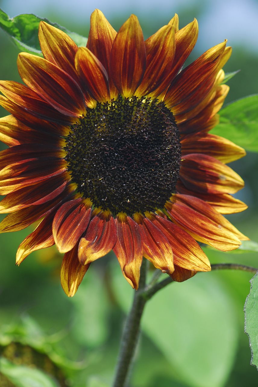 nature flower plant free photo