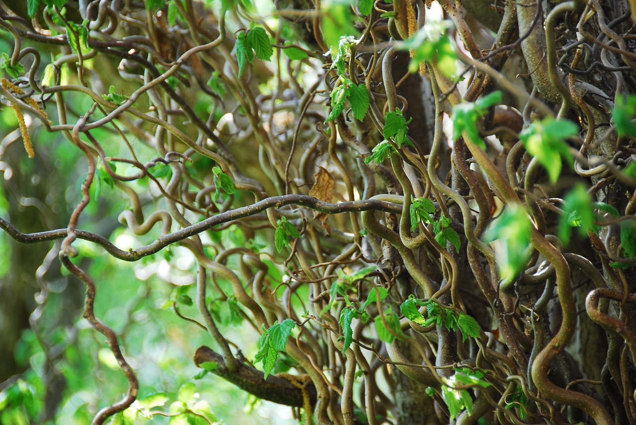 nature tree leaf free photo