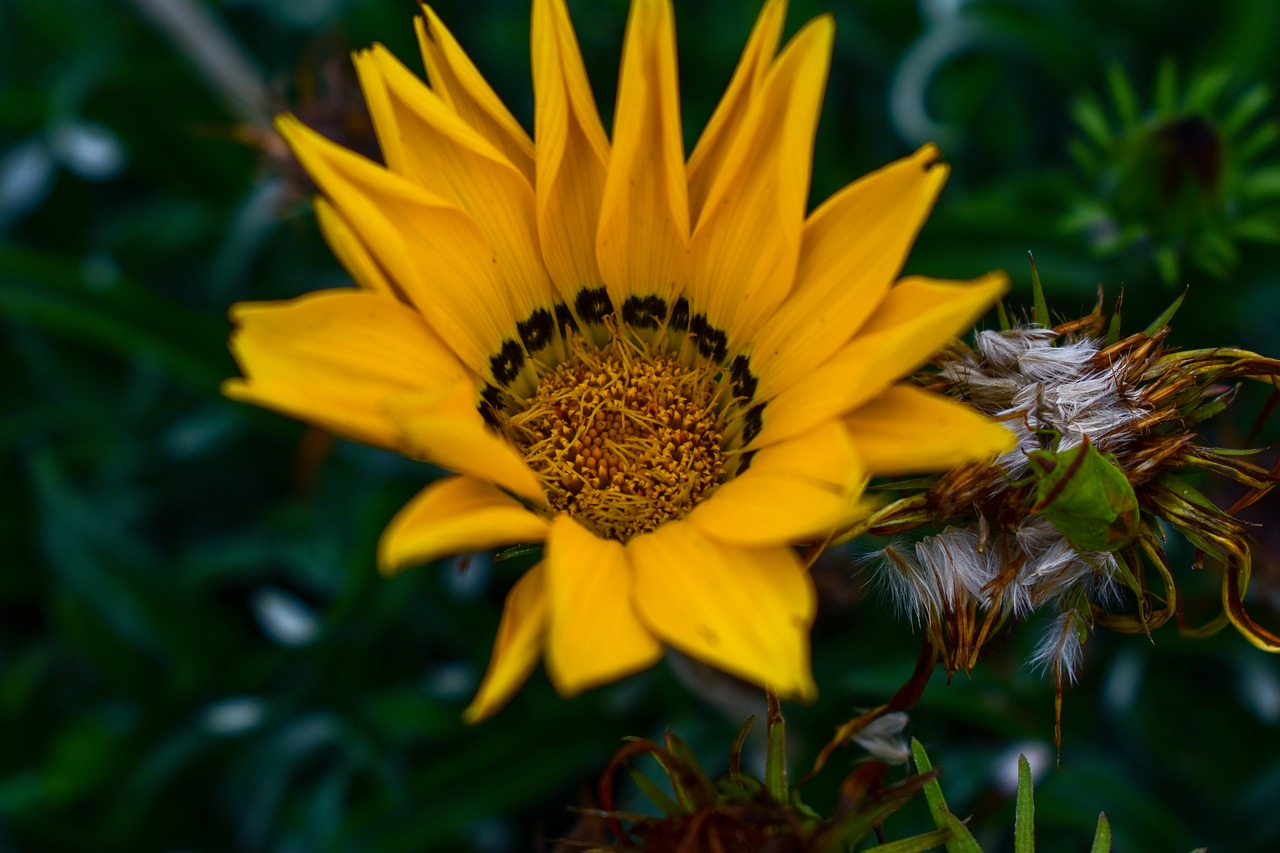 nature plant flower free photo