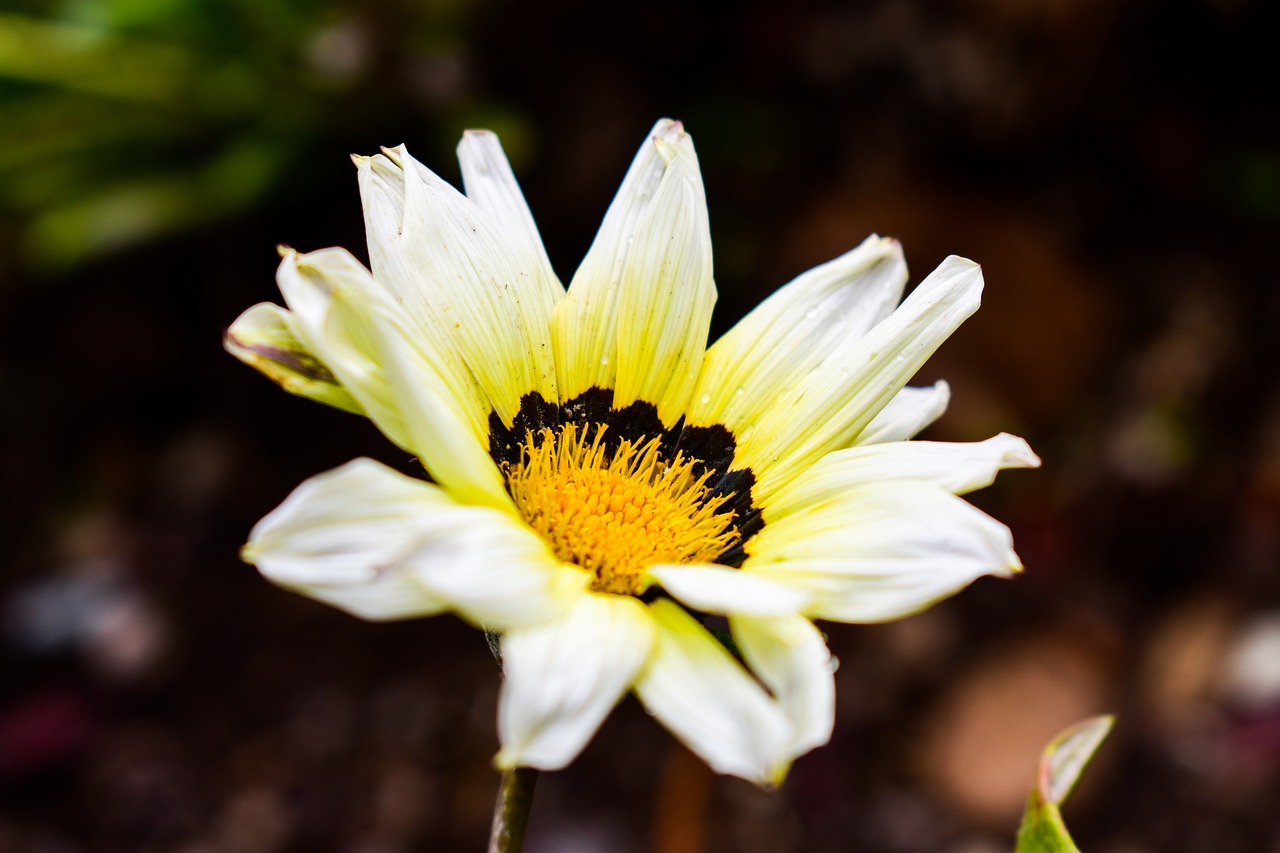 nature flower plant free photo