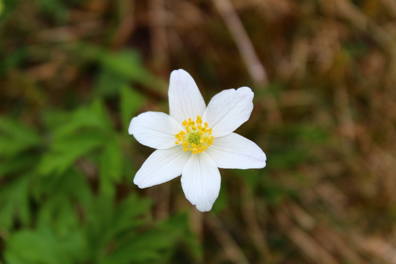 nature flower plant free photo