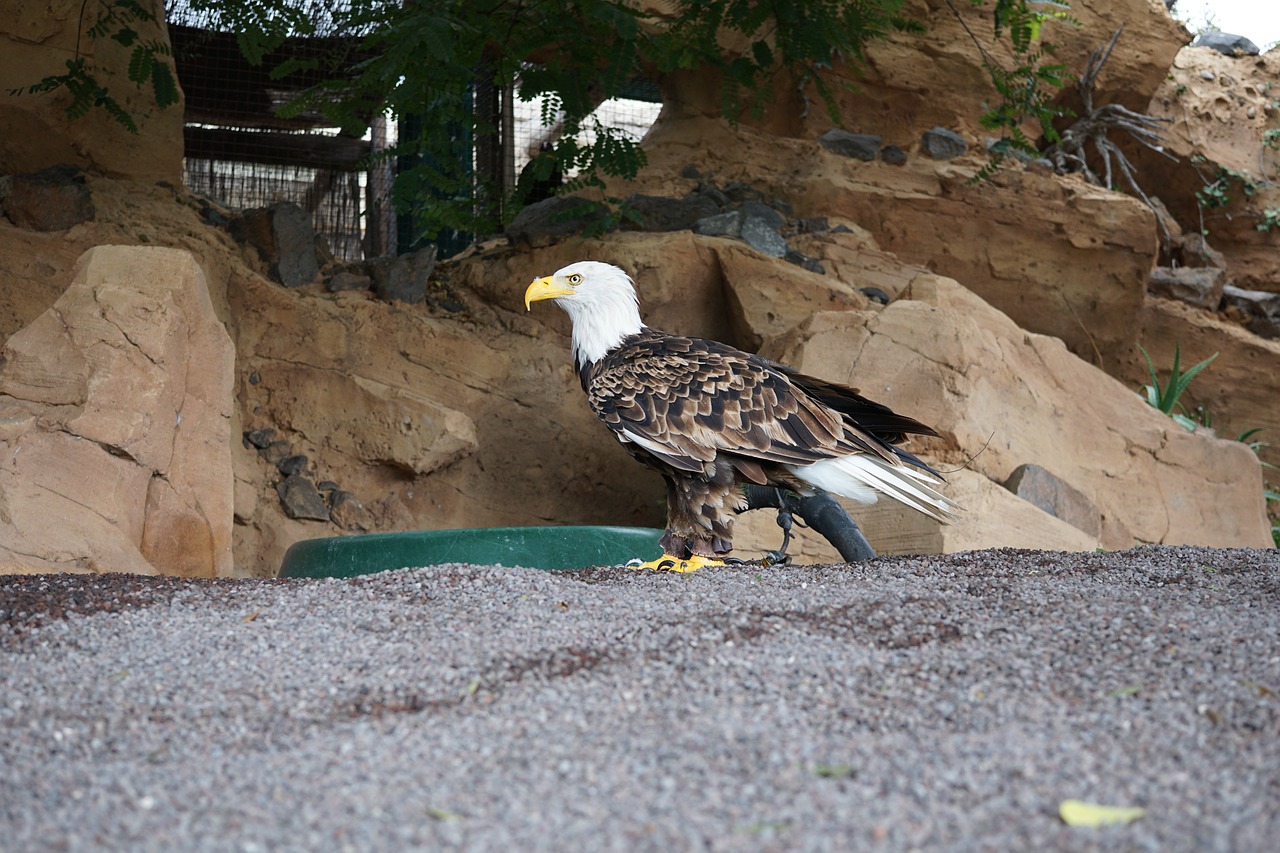 nature outdoors bird free photo