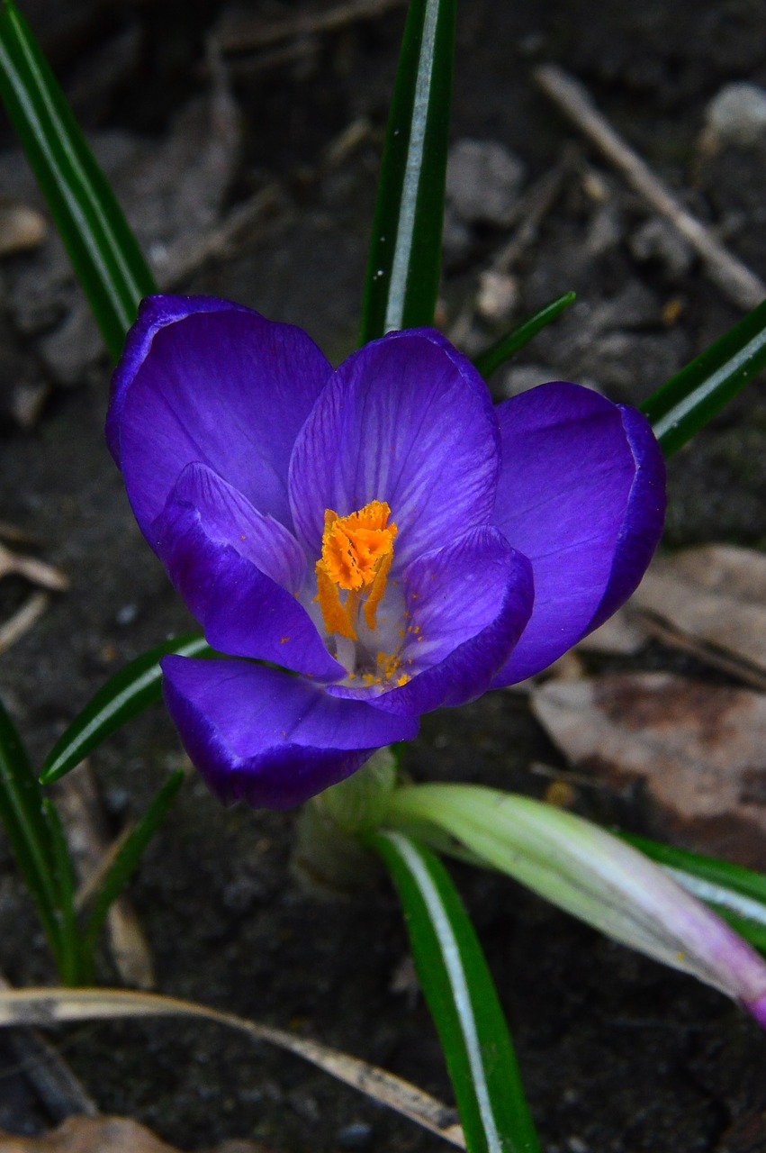 nature flower plant free photo