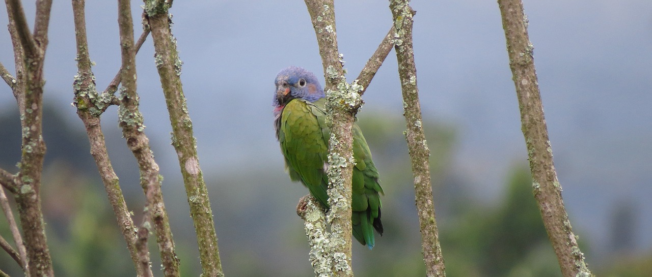 nature birds wild life free photo