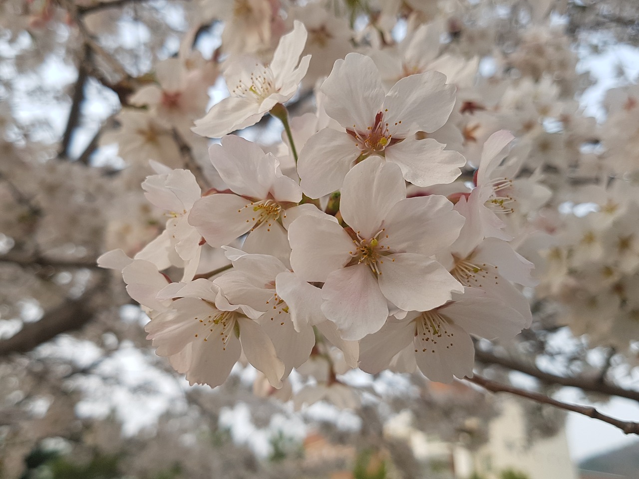 nature spring flowers cherry blossom free photo