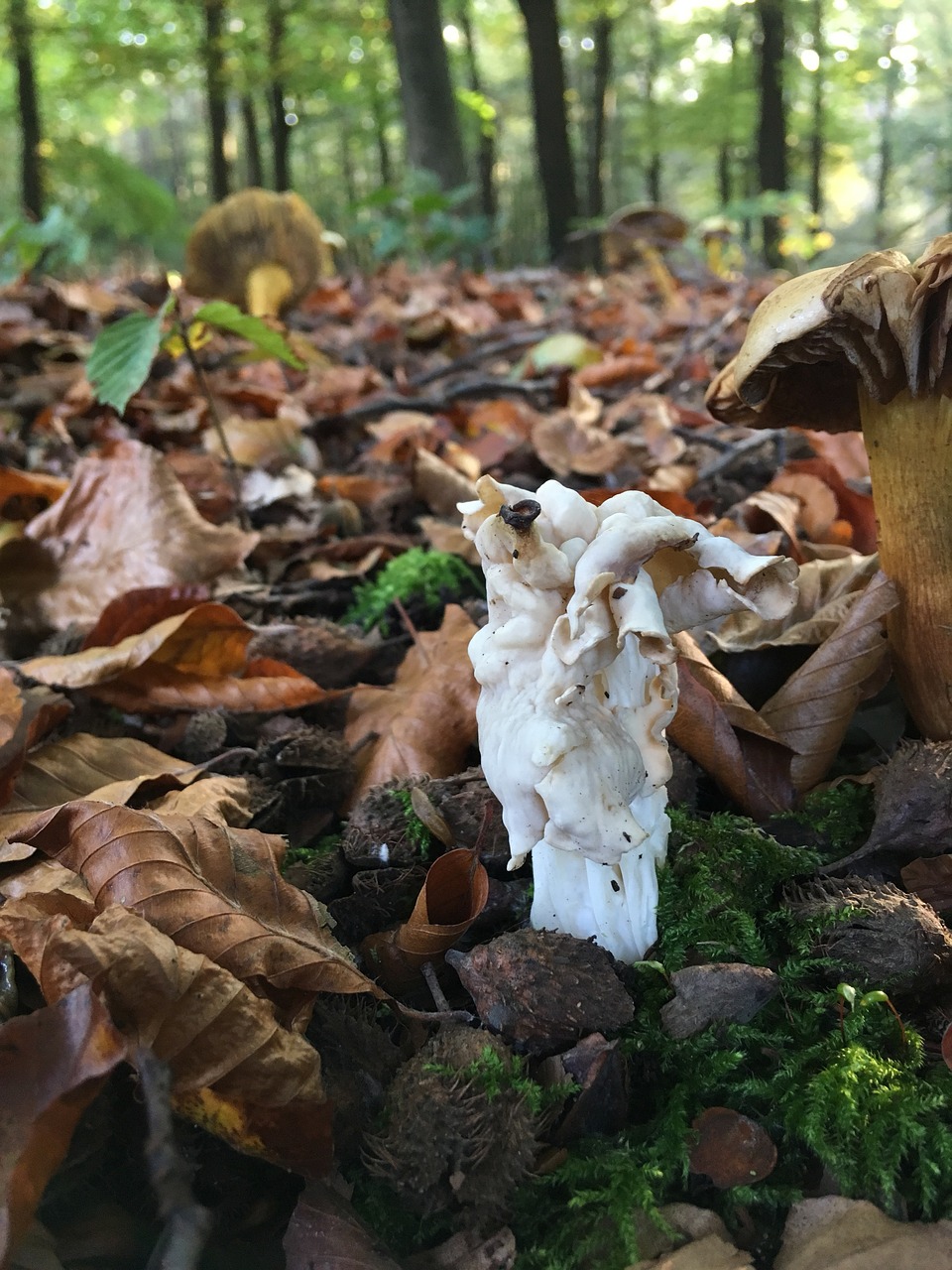 nature autumn wood free photo