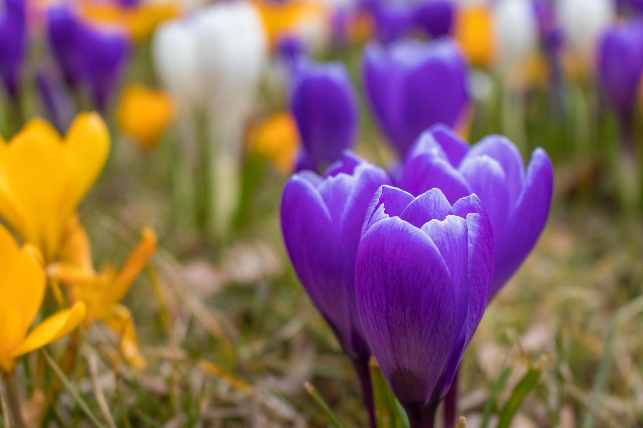 nature flower plant free photo