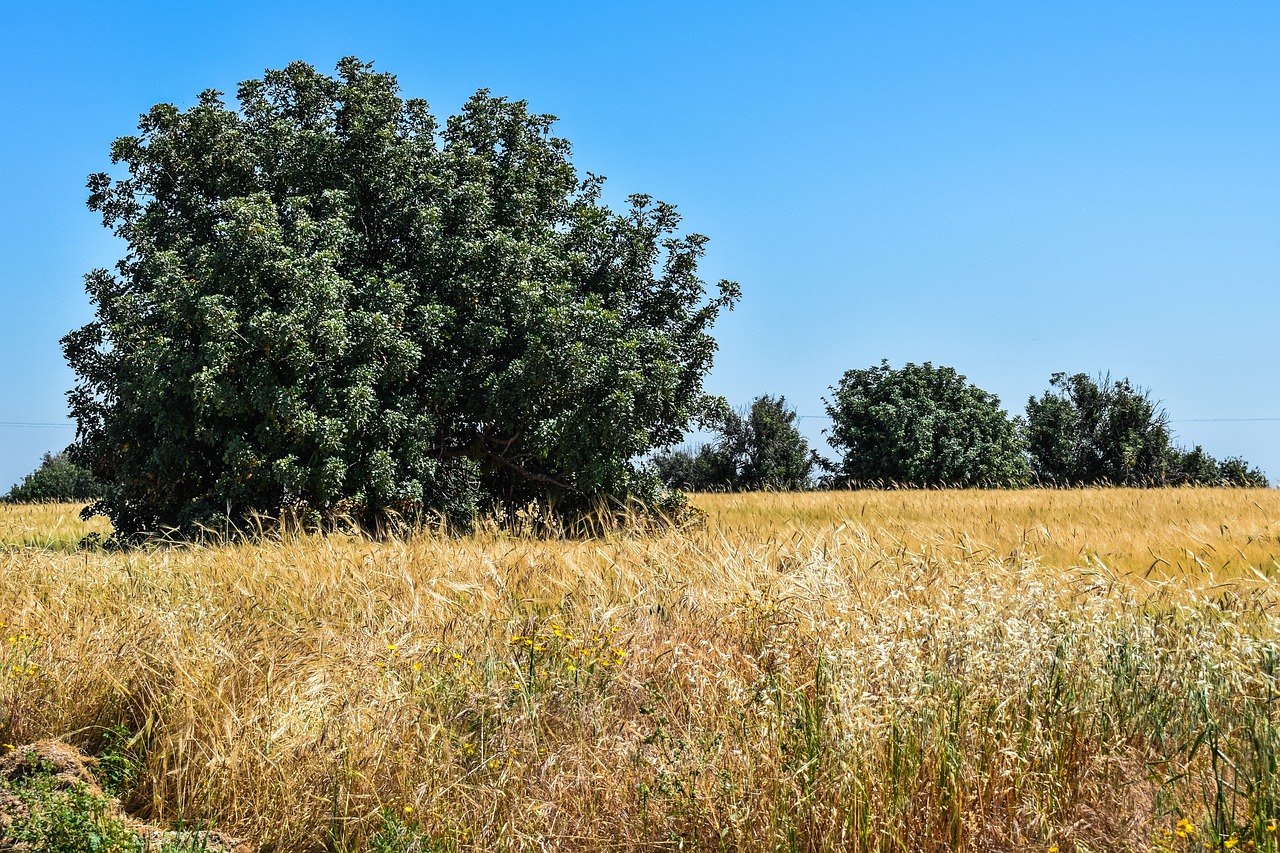 nature field landscape free photo