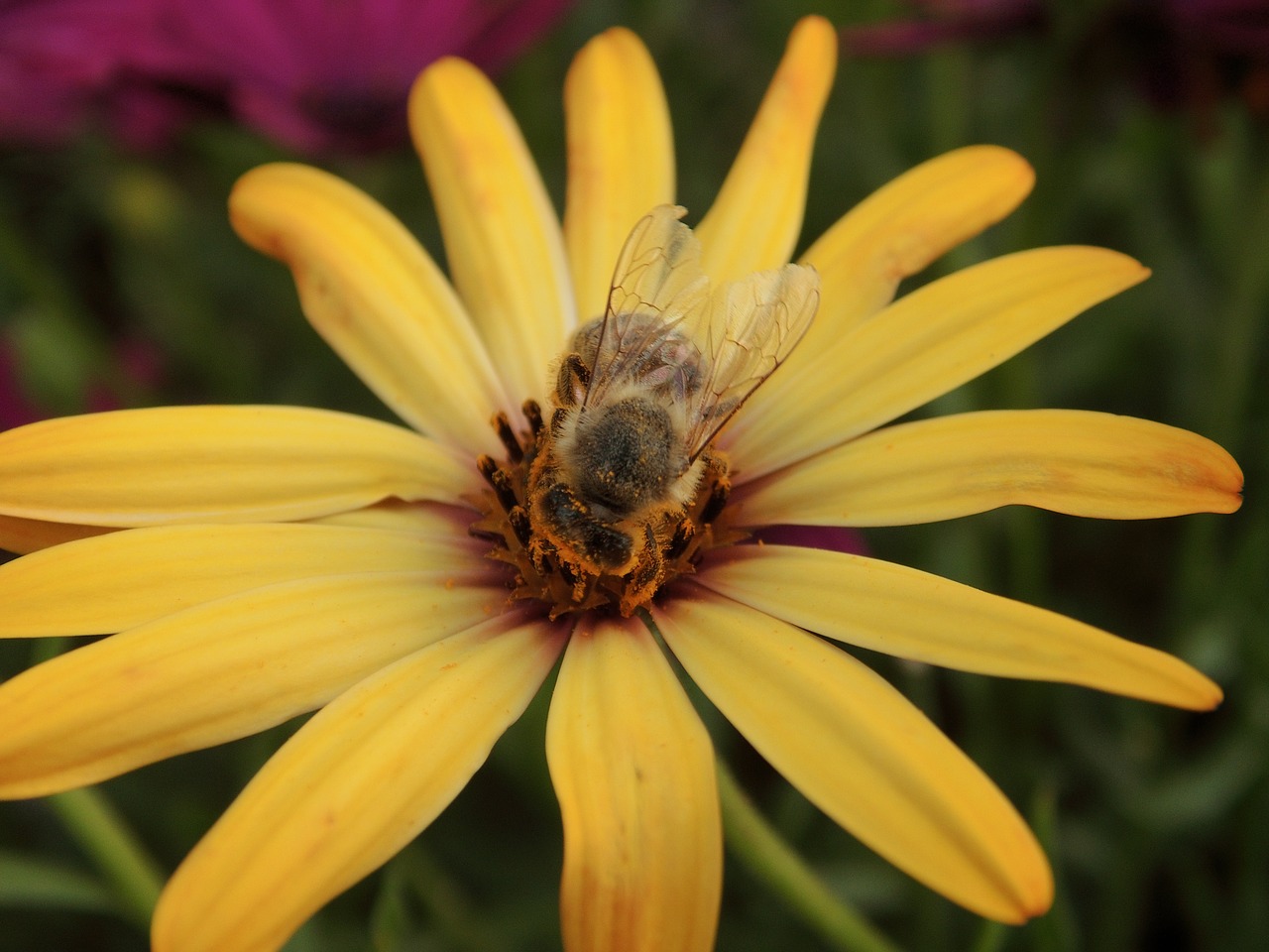 nature flower plant free photo