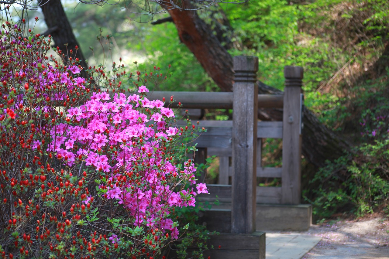 nature wood flowers free photo