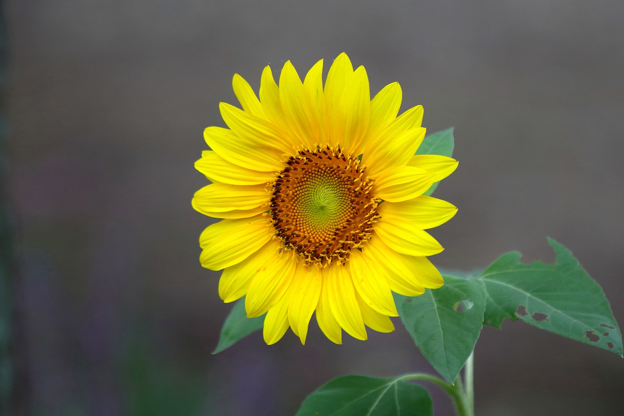 nature plants summer free photo