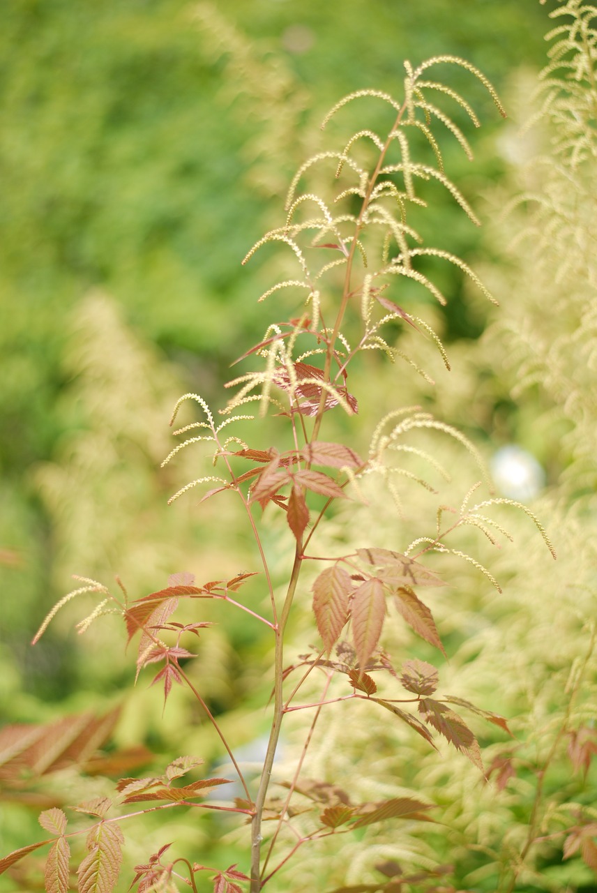 nature flora leaf free photo