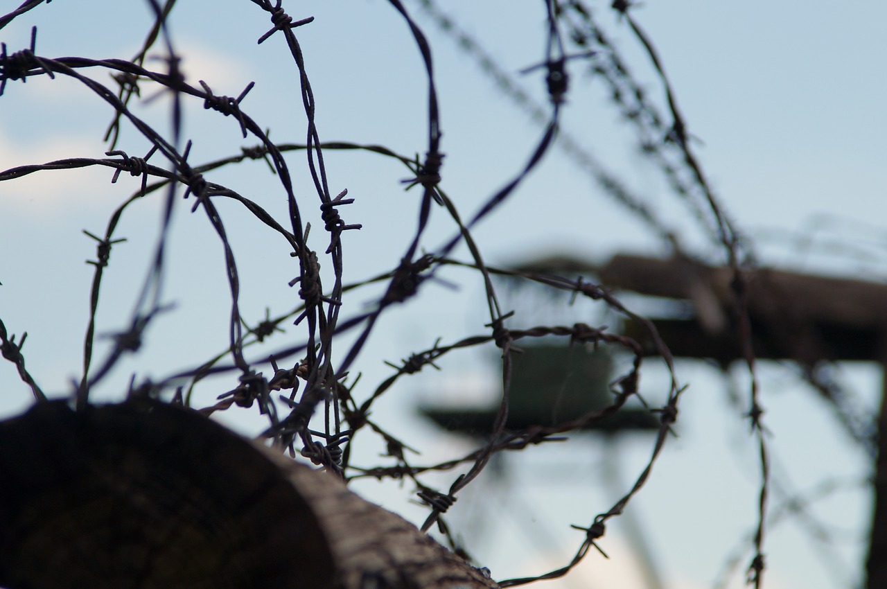 nature tree barbed wire free photo