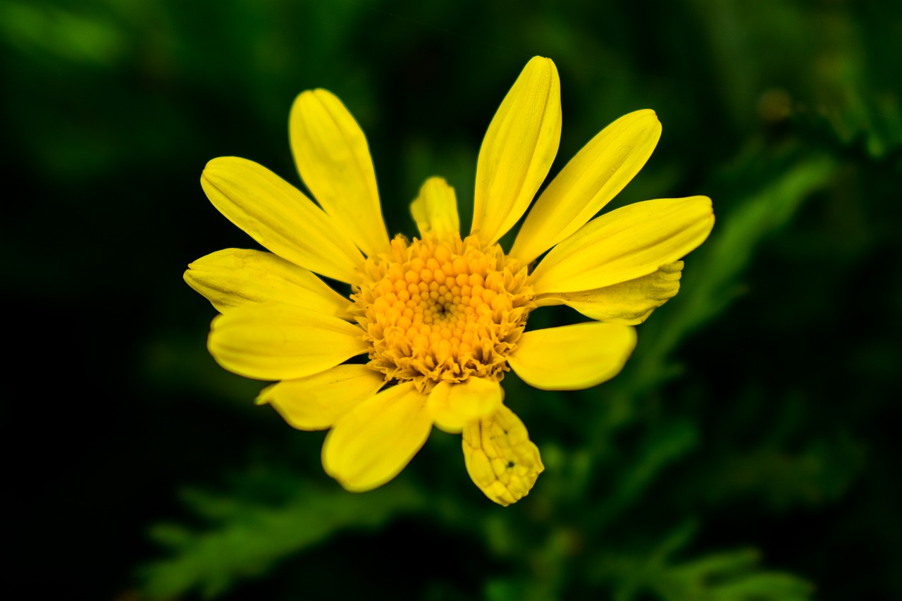 nature plant summer free photo