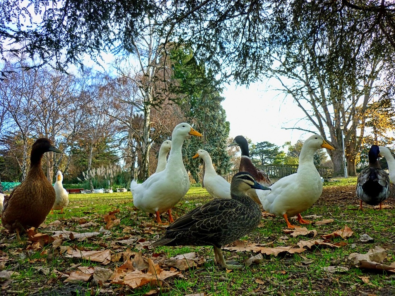 nature bird duck free photo