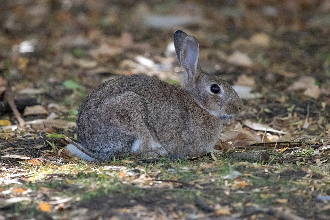 nature cute wildlife free photo